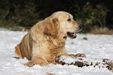 GOLDEN RETRIEVER 777